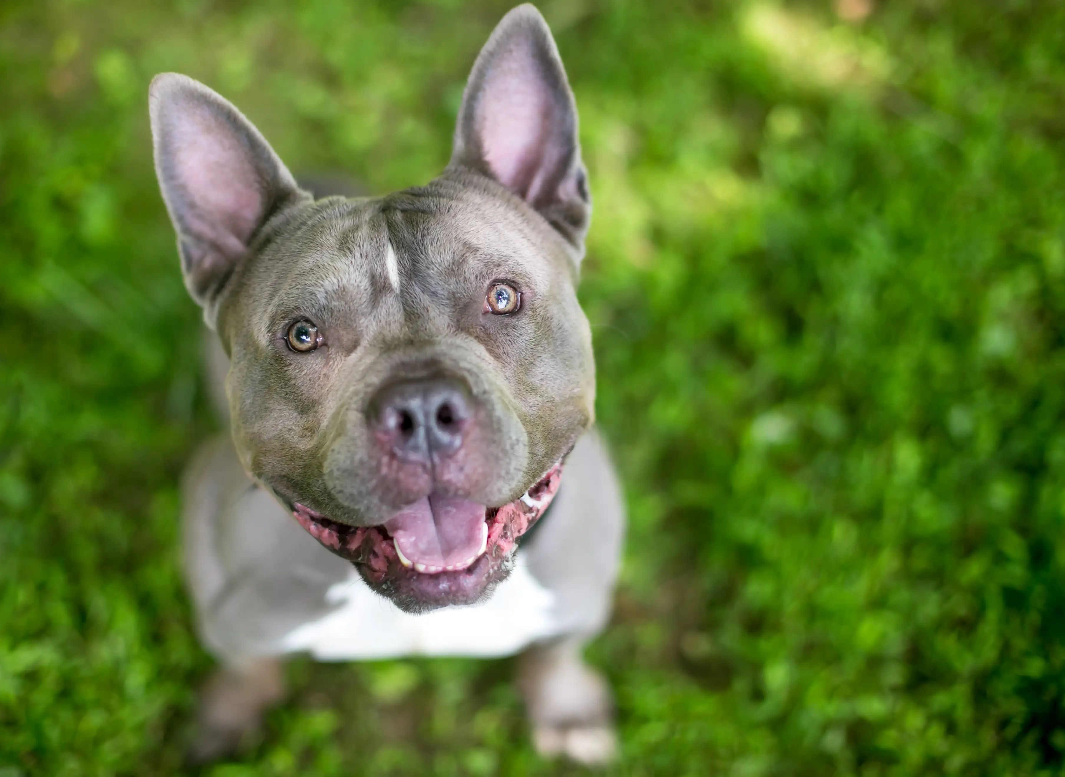 XL Bully owners will be offered an 'amnesty'.