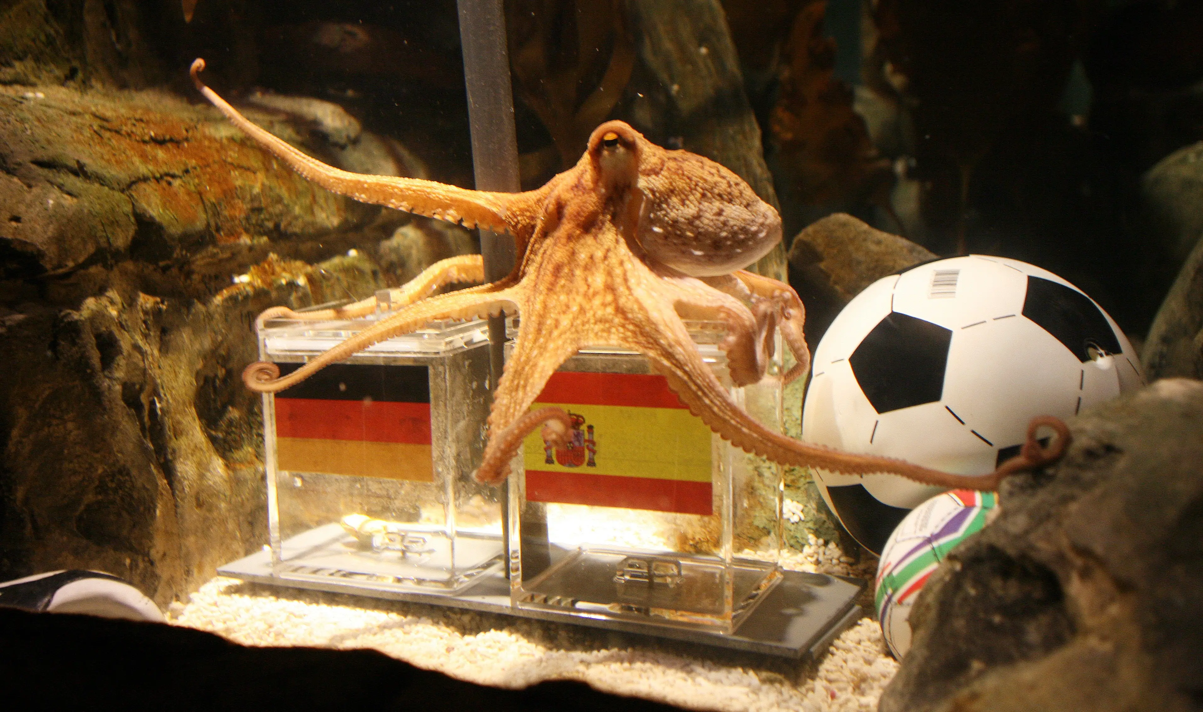 Paul the Octopus predicts Spain to defeat Germany. (ATRIK STOLLARZ/AFP via Getty Images)