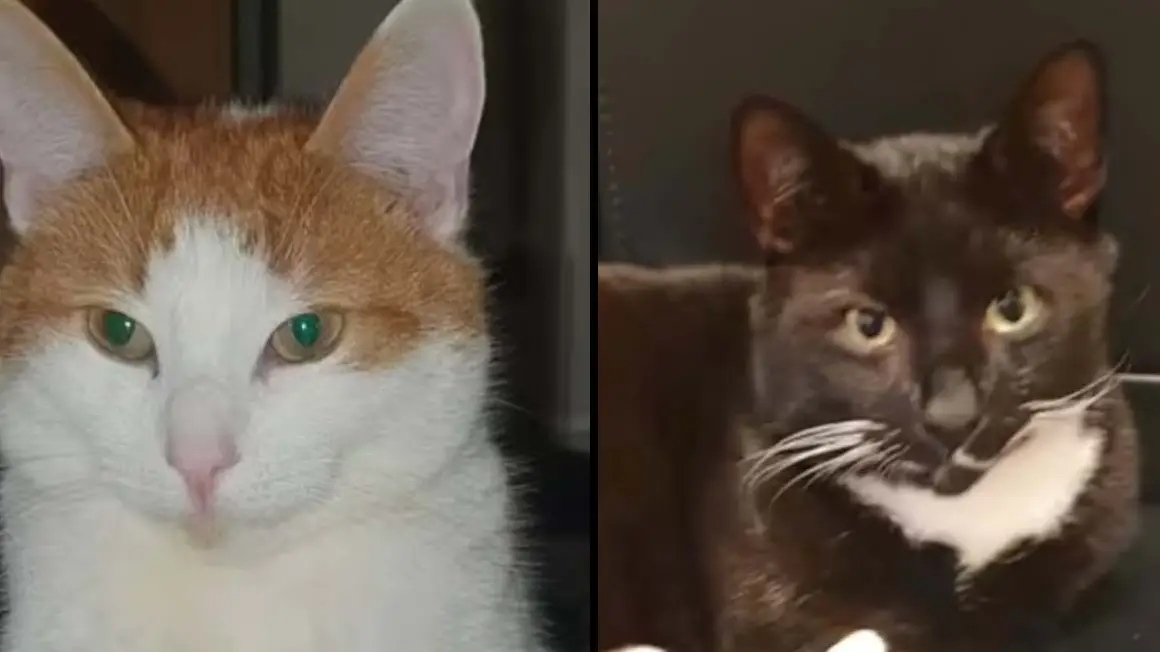 RSPCA Issues Urgent Warning To Pet Owners Over Cat Killer Fears