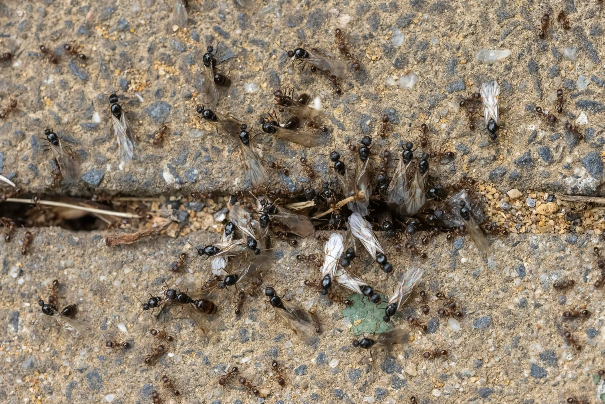 Flying Ant Day is upon us (Getty Images/imageBROKER/Juergen Kosten)