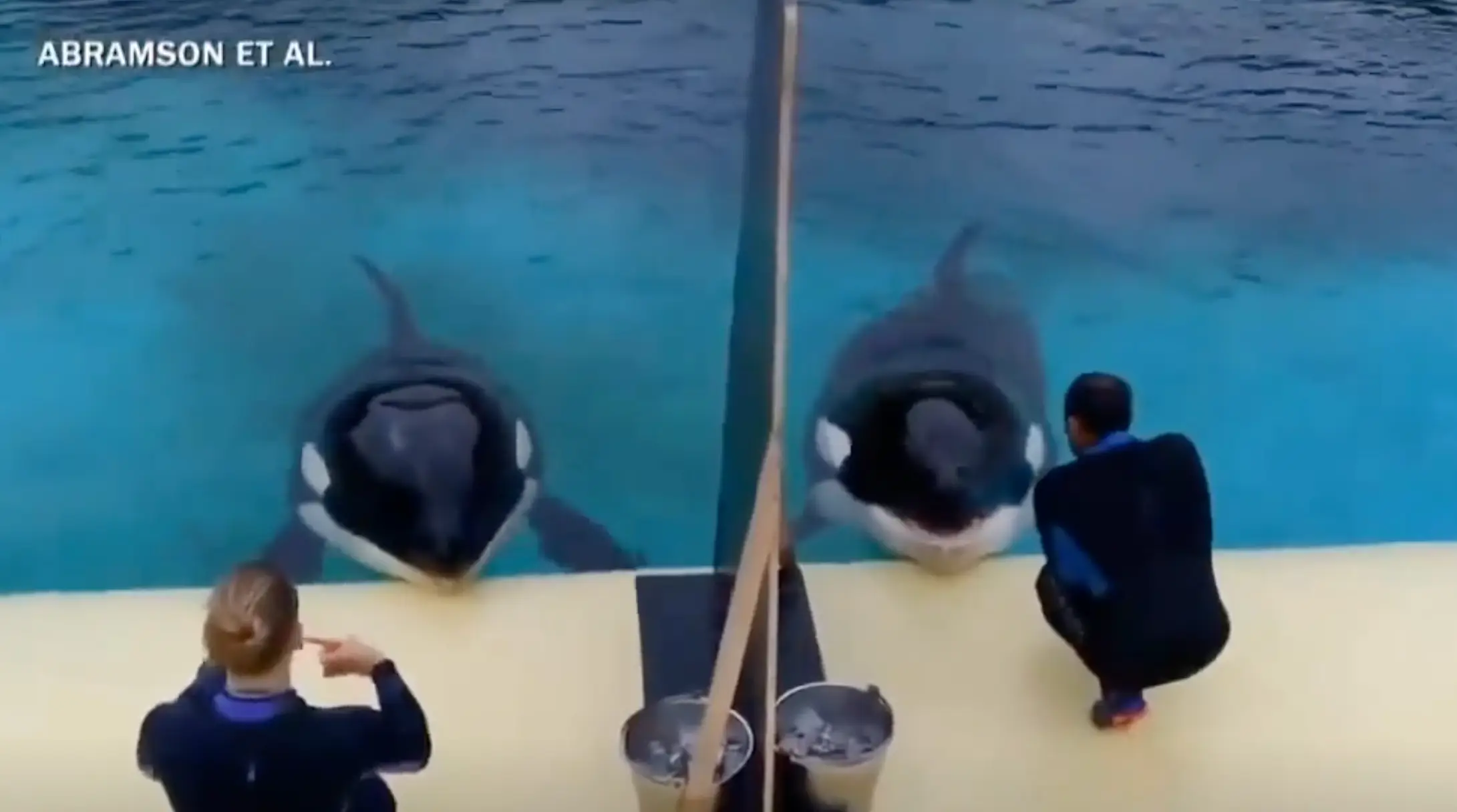 The experiment saw the orcas manage to imitate human speech (Abramson et. al/CBS News)