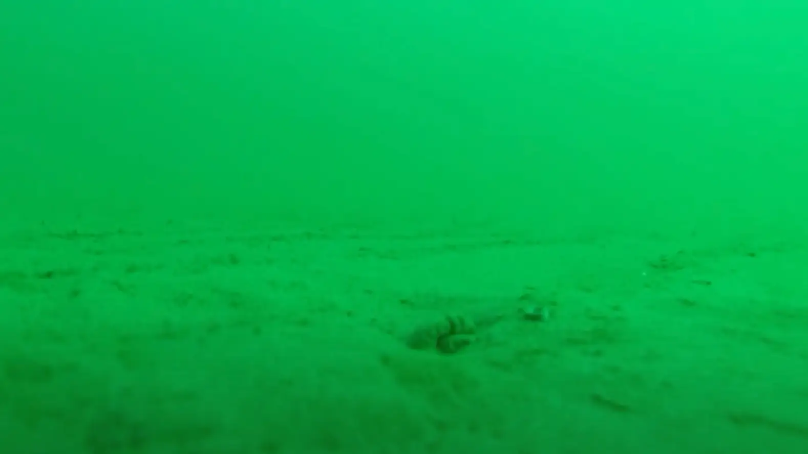 YouTube/Alexis Westland