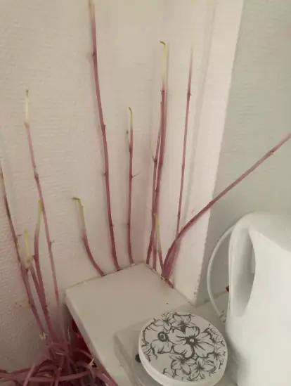 Donna had to cut them out as they had grown into joints. Caters