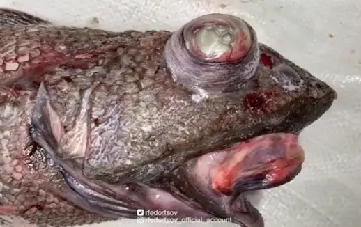 A roughead grenadier.