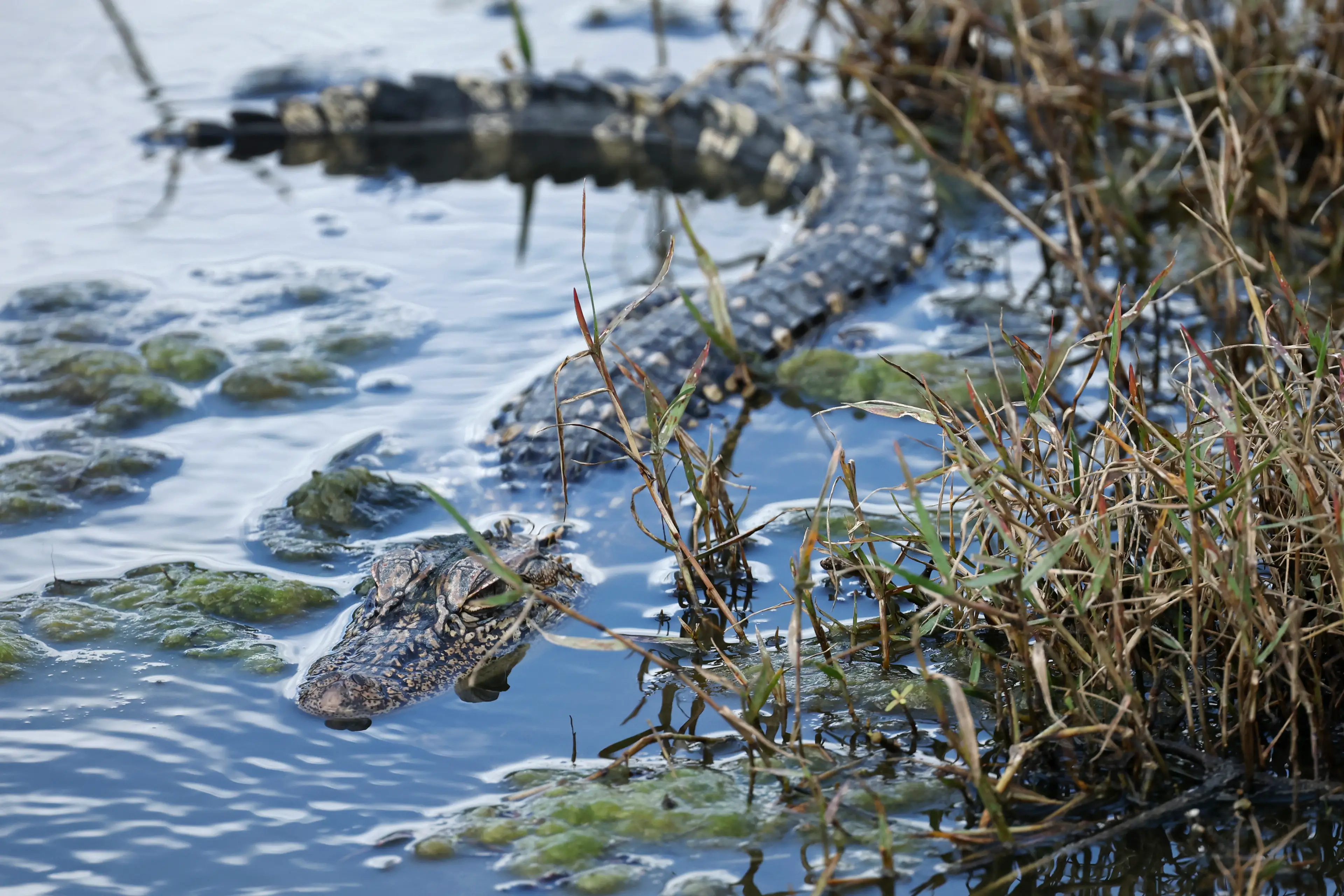 He encountered the gator while out swimming (Chris Graythen/Getty Images)