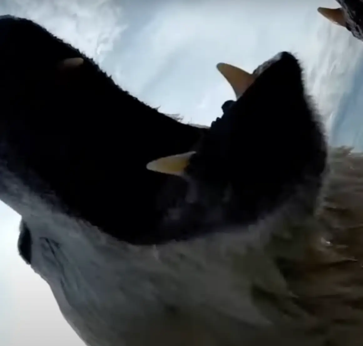 Polar bears have adapted to having more time on land (USGS/Washington State University)