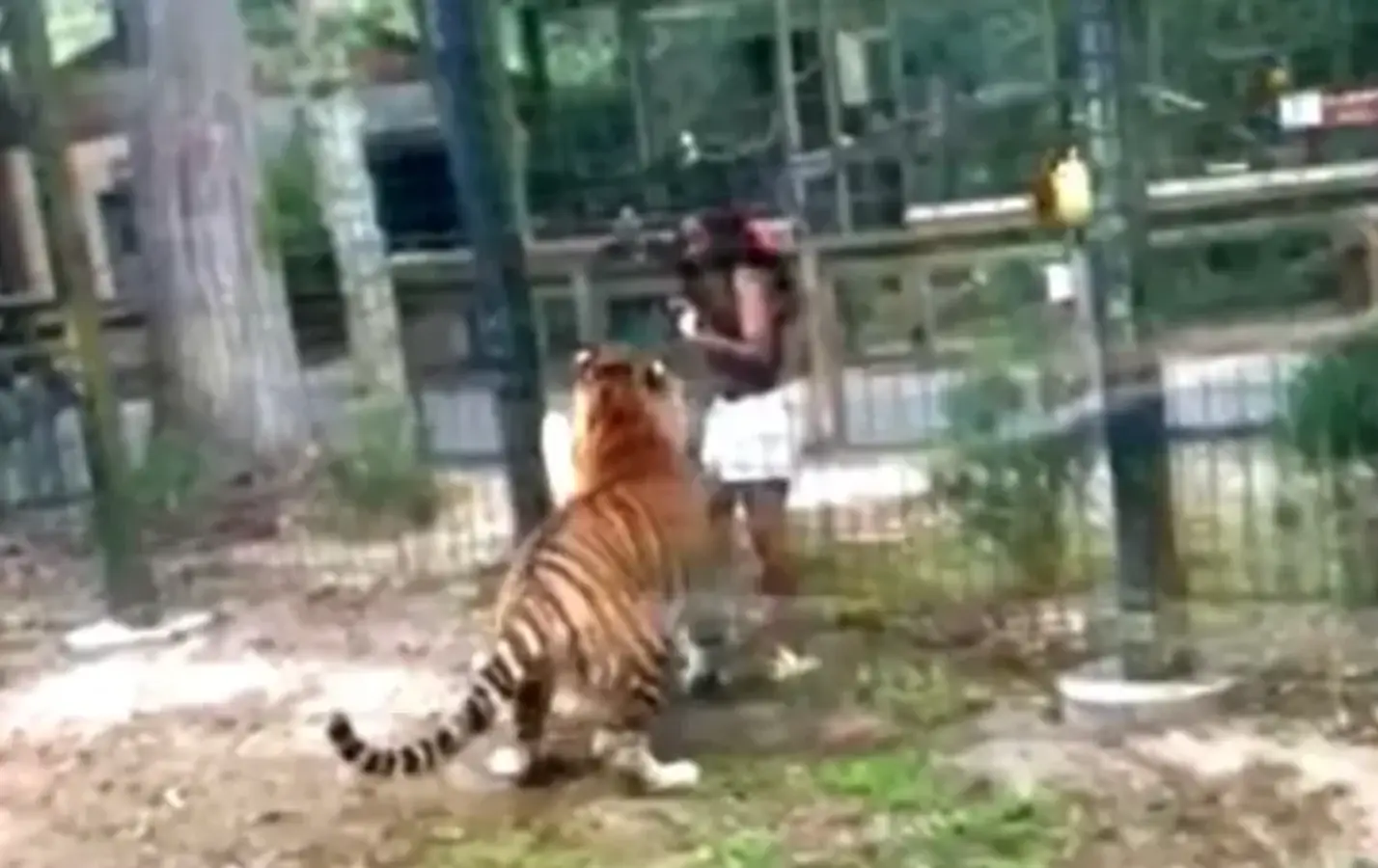 The tiger lunged at the tresspasser. (Bridgeton Police Department)