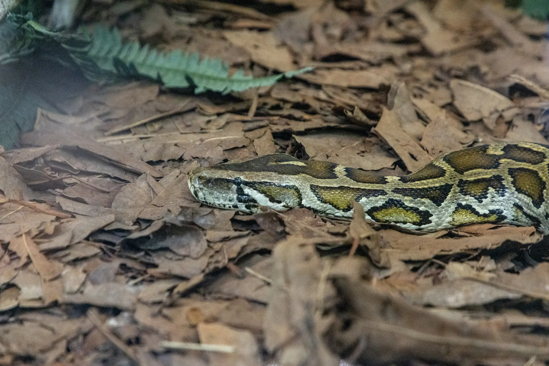 Apparently, the snake swallowed the alligator (Getty Stock Images)