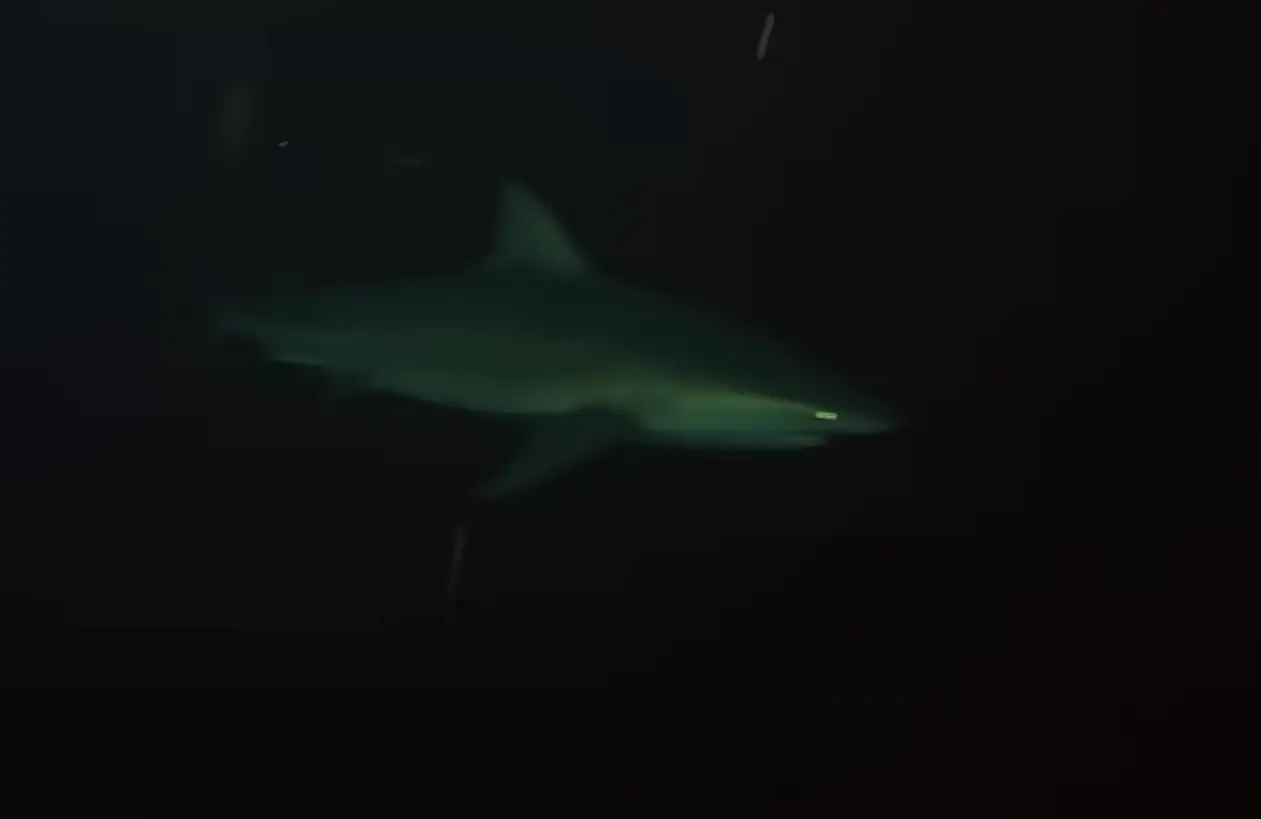 Are you scared of the sea, or what's in it? (YouTube/Odysseas Froilan)