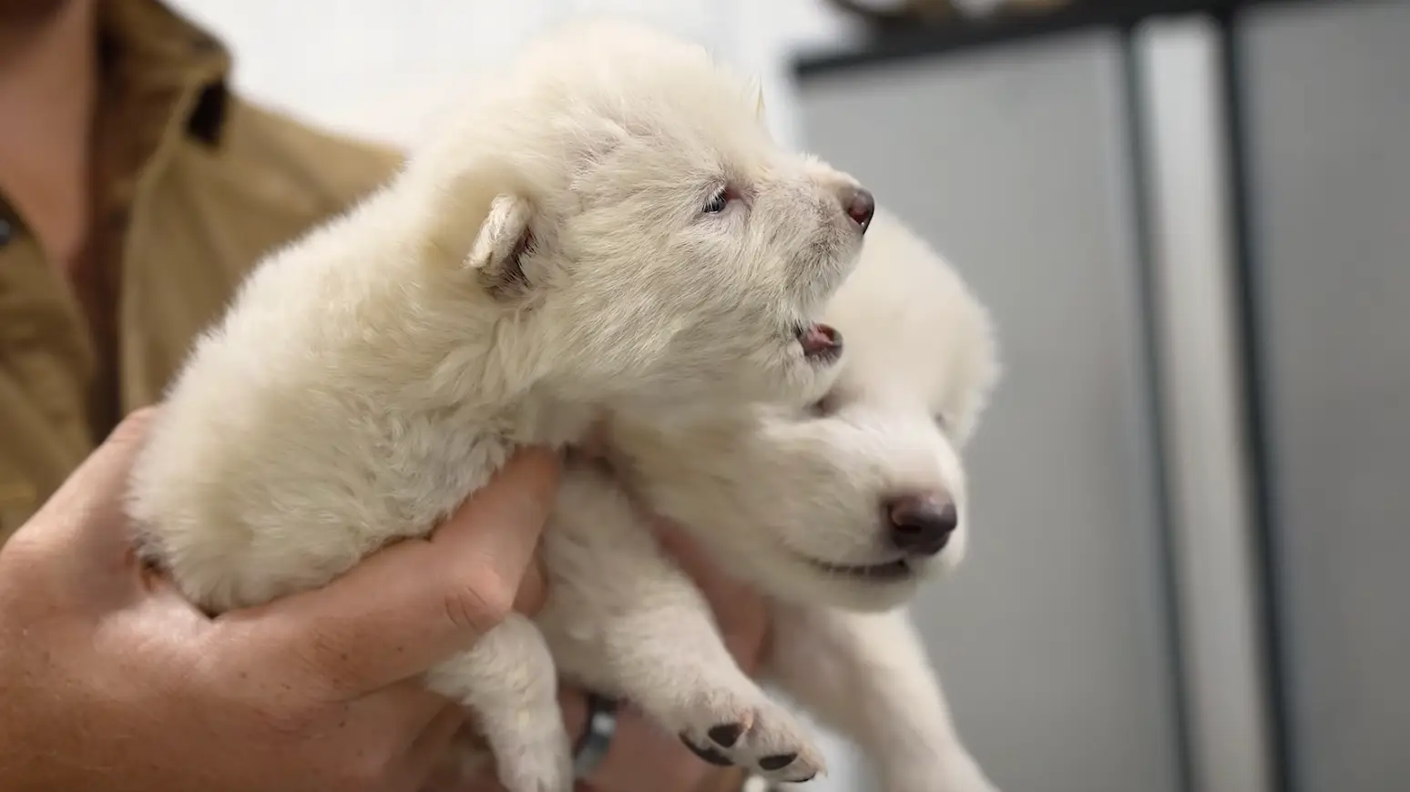 (YouTube / Colossal Biosciences)