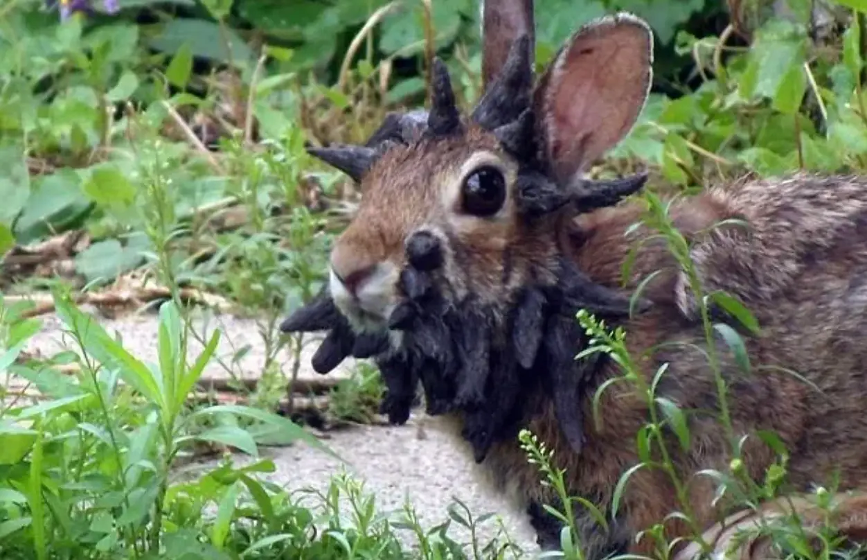 UK rabbits should be safe (Reddit)