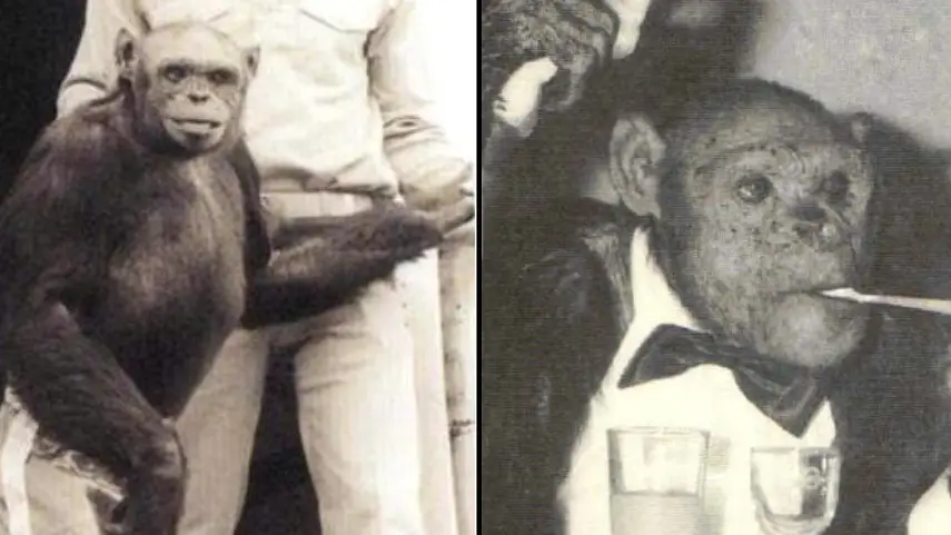 Wikimedia Commons/Carlos Duarte