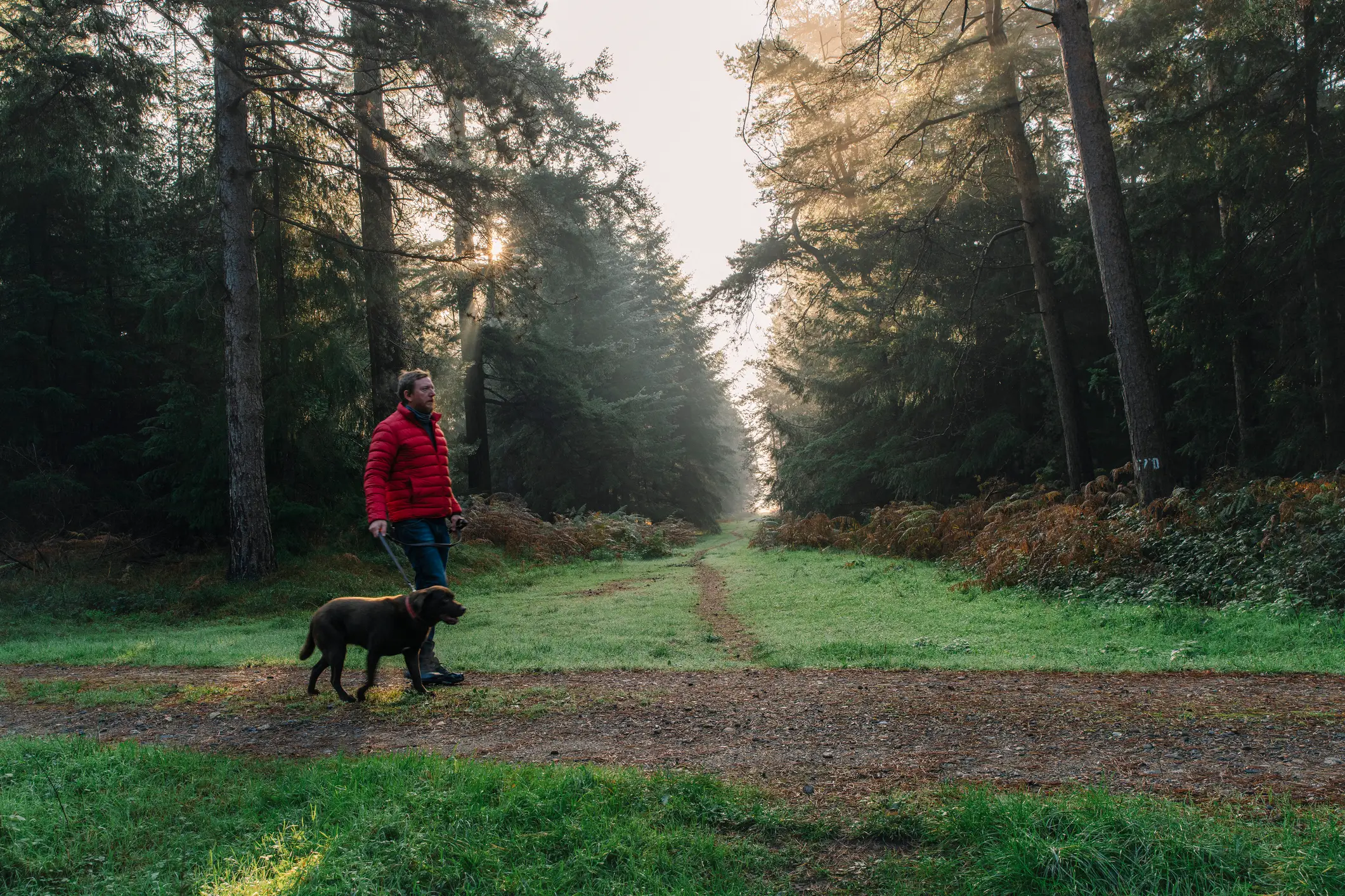 To help minimise the dangers, you should avoid walking your dog between the hours of 10am and 4pm (Justin Paget/Getty Stock Image)