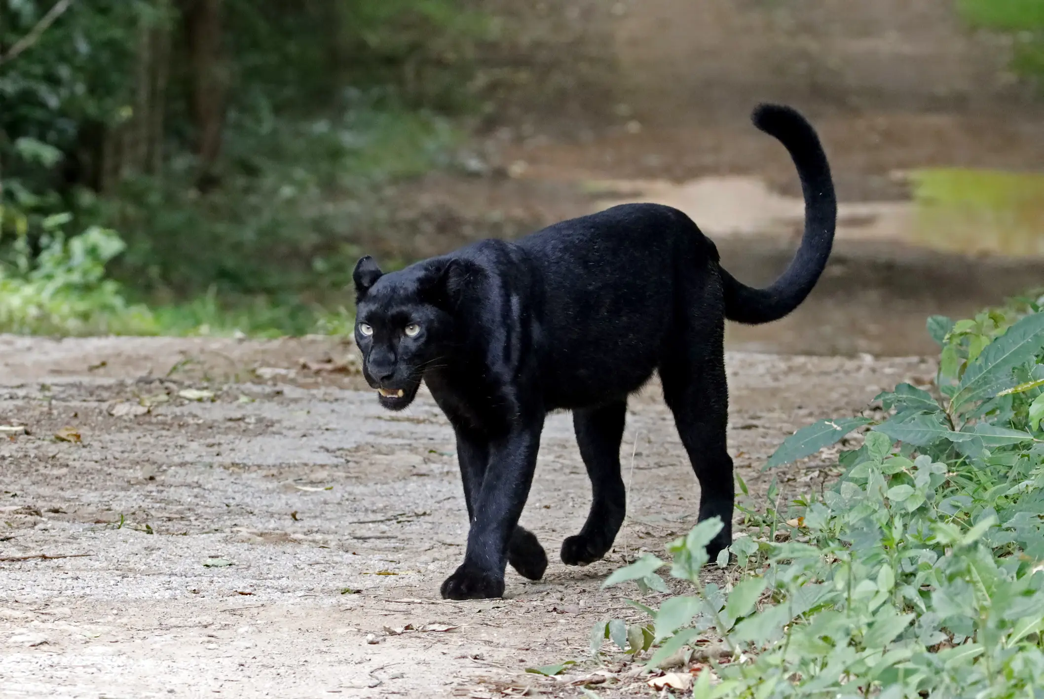 Big cats, such as panthers, are a massive part of UK folklore, with numerous sightings being reported across the country (Getty Stock Images)