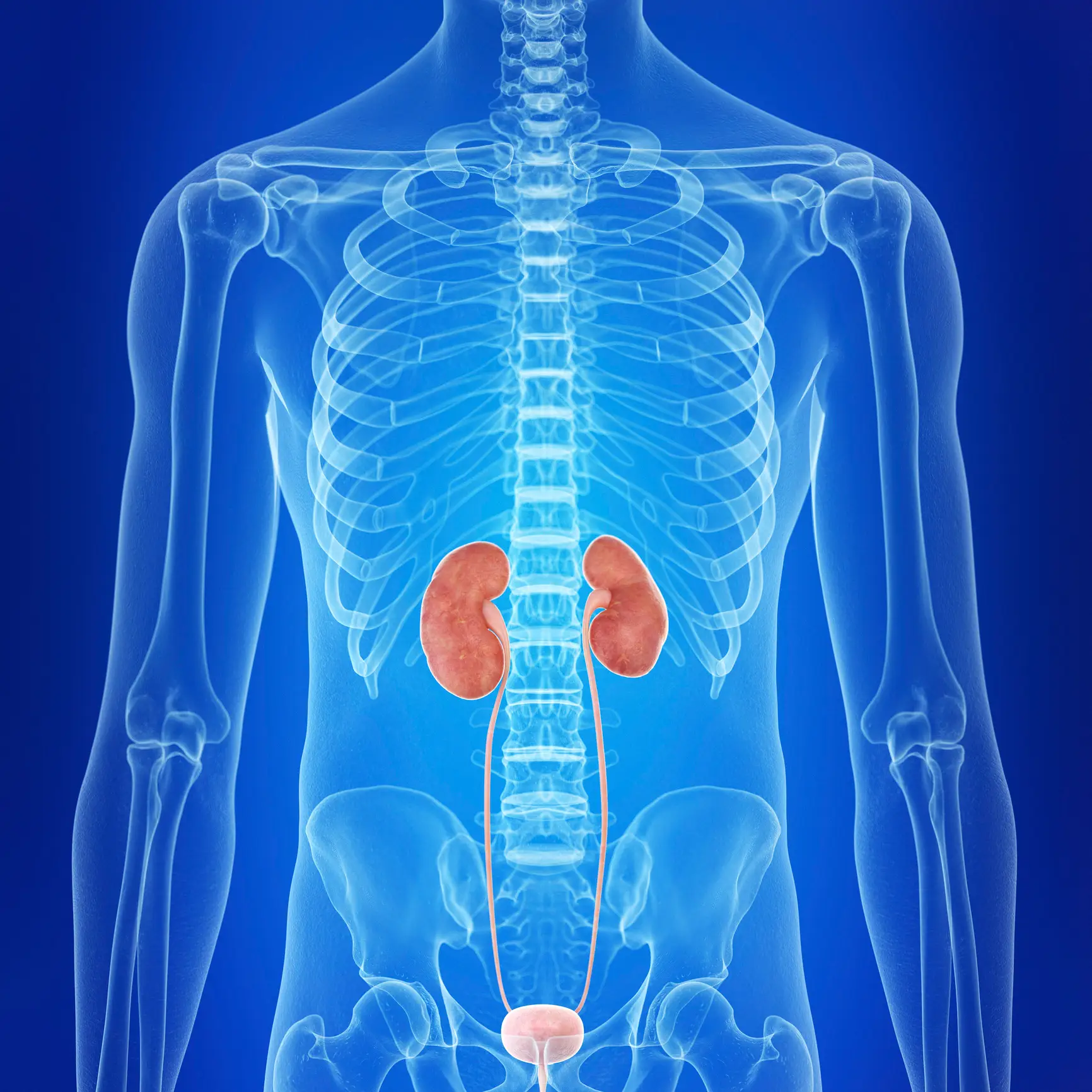Creatine is naturally produced in organs such as kidneys (Getty stock images)