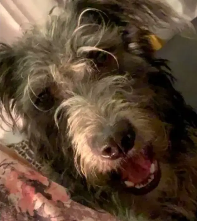 Jamie-Lea was said to be 'best friends' with Shy (Facebook)