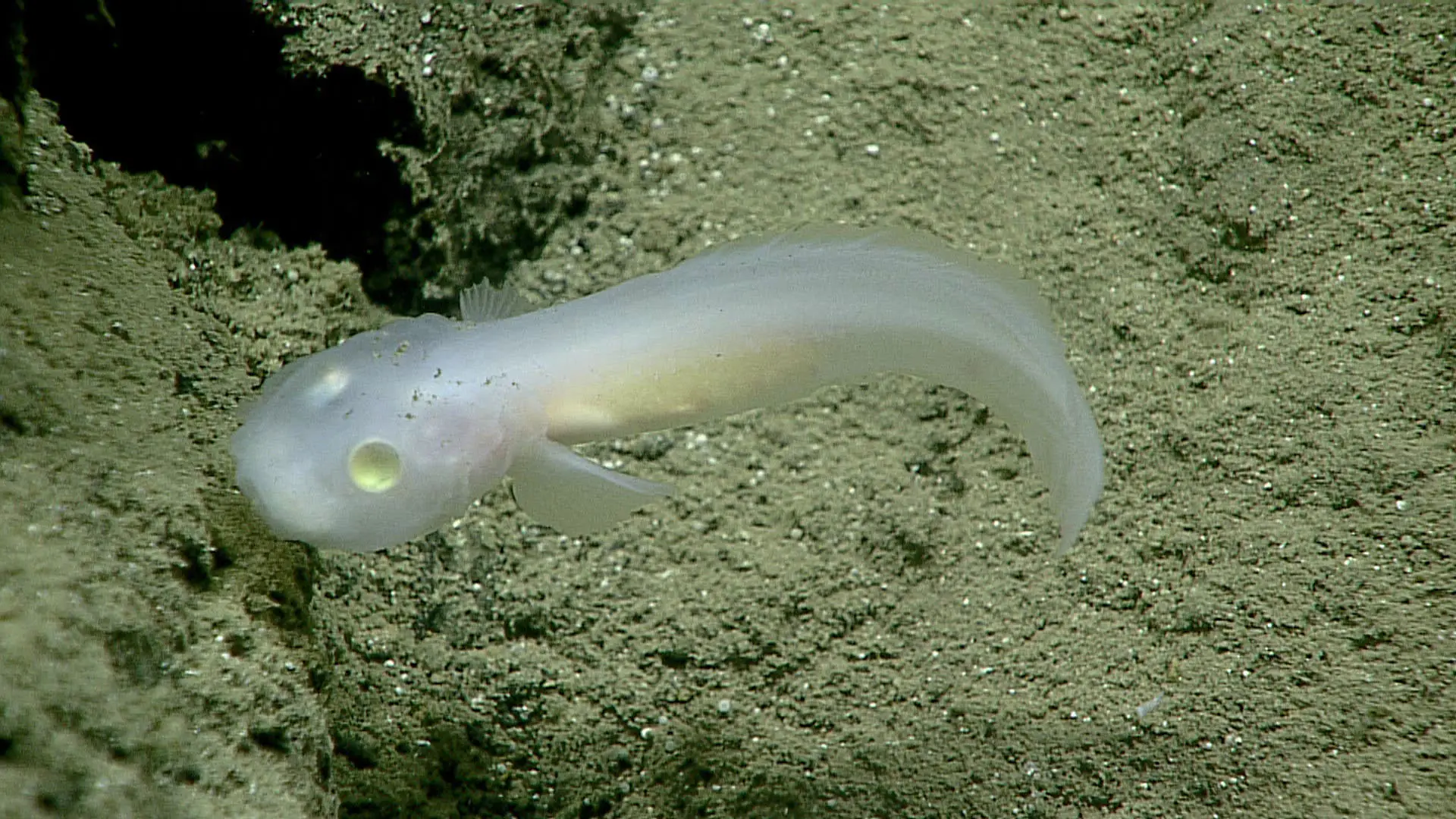 A ghost fish in the Mariana Trench, first spotted in 2016 (NOAA Office of Ocean Exploration and Research/NOAA)
