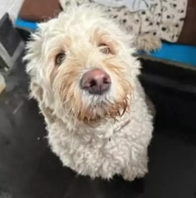 Police were called Patience's home after reports of a burglary in progress with a white labradoodle dog being taken.