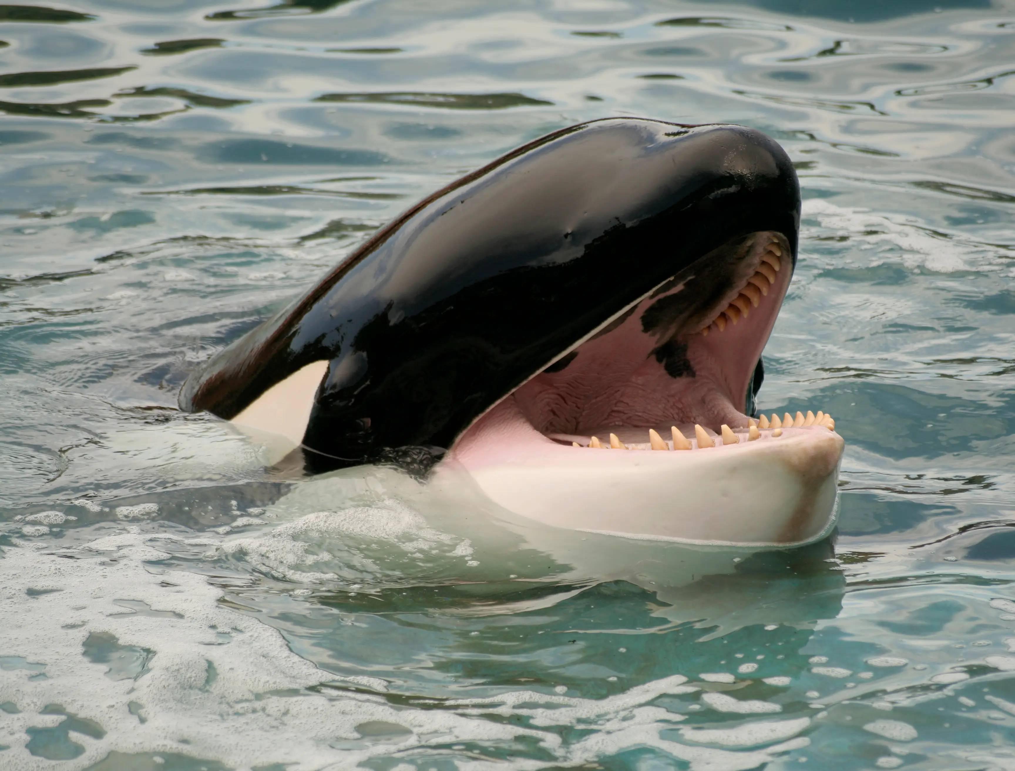 Researchers trained a 14-year-old orca to imitate a series of words (Getty Stock Images)