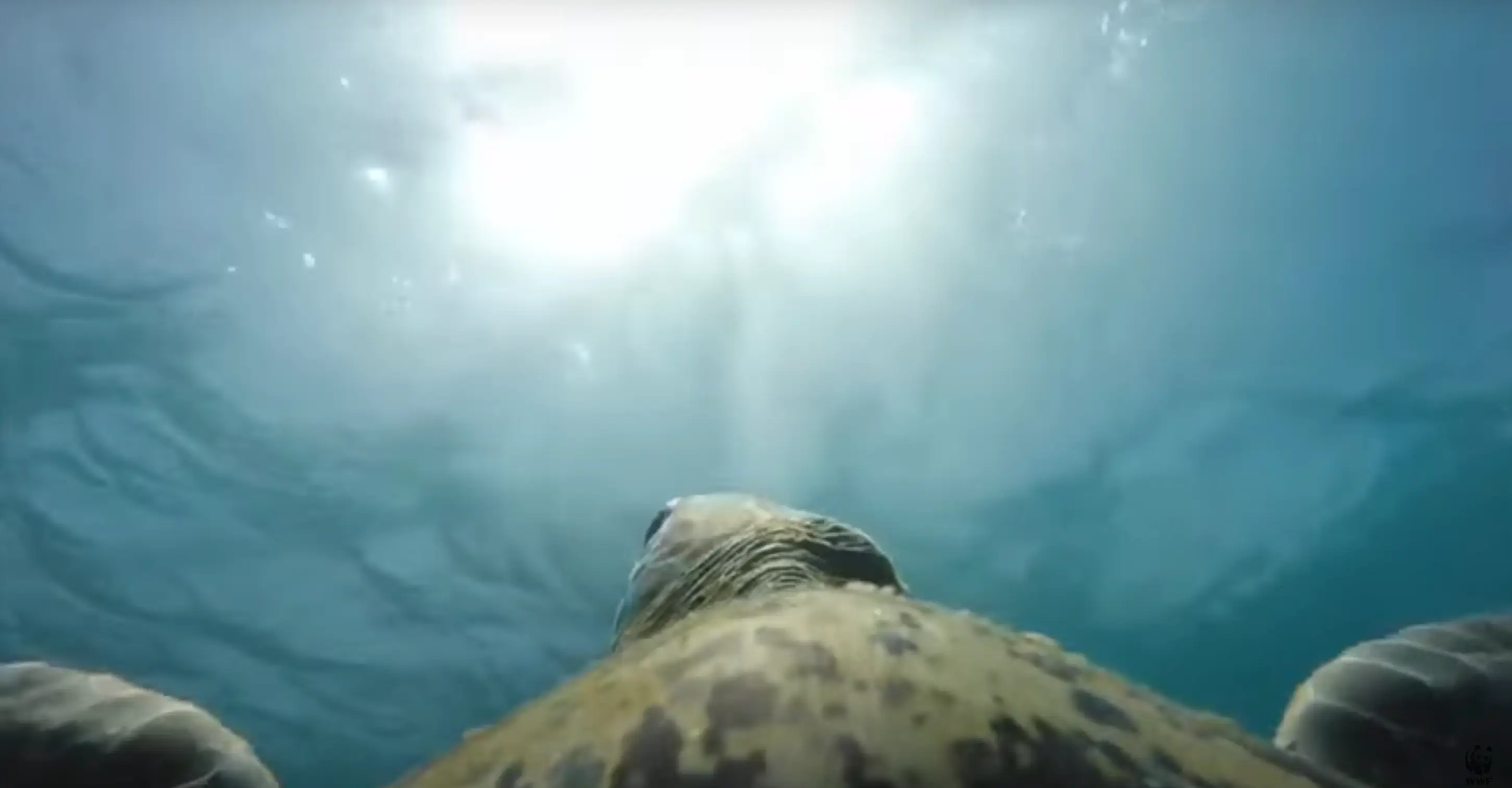 Could turtles help save the reef? (WWF)