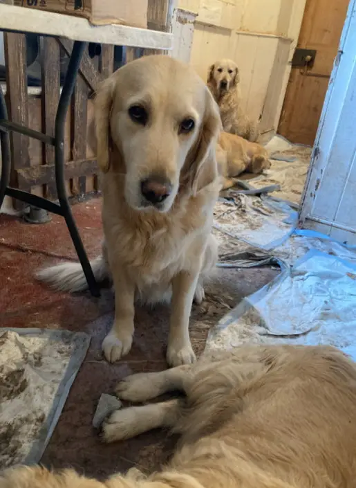 An RSPCA inspection revealed that the standards of the sanctuary had diminished in May 2024 (SWNS)