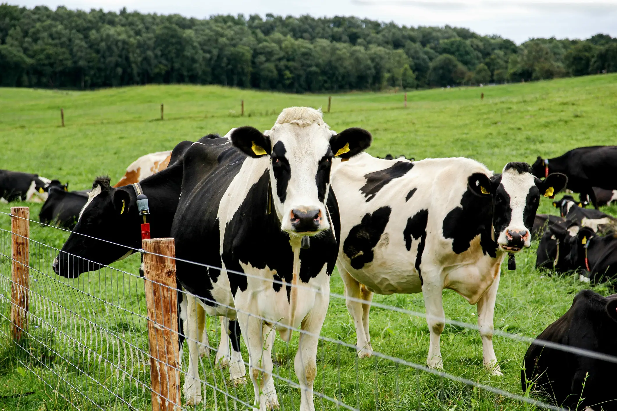 Are these cows even real?! (Kinga Krzeminska/Getty stock photo)