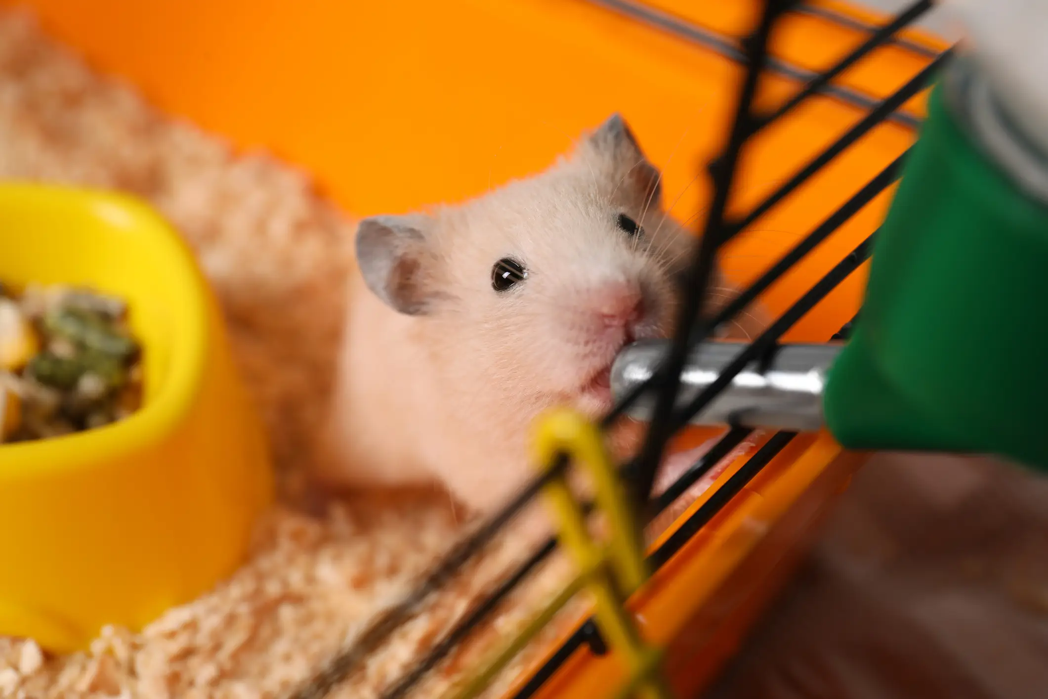 Sorry for ruining hamsters for you (Getty Stock Images)