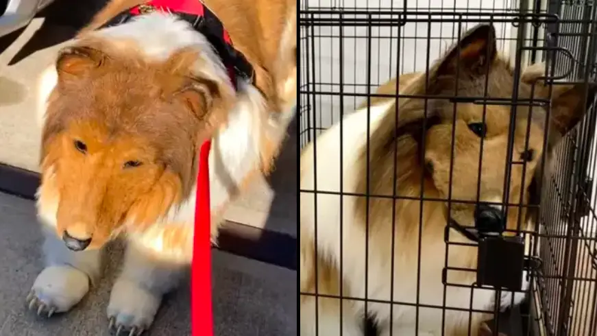 YouTube/I want to be an animal