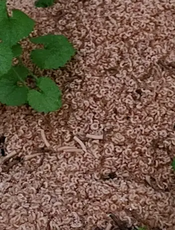 The pasta seemed to have been waterlogged rather than cooked.