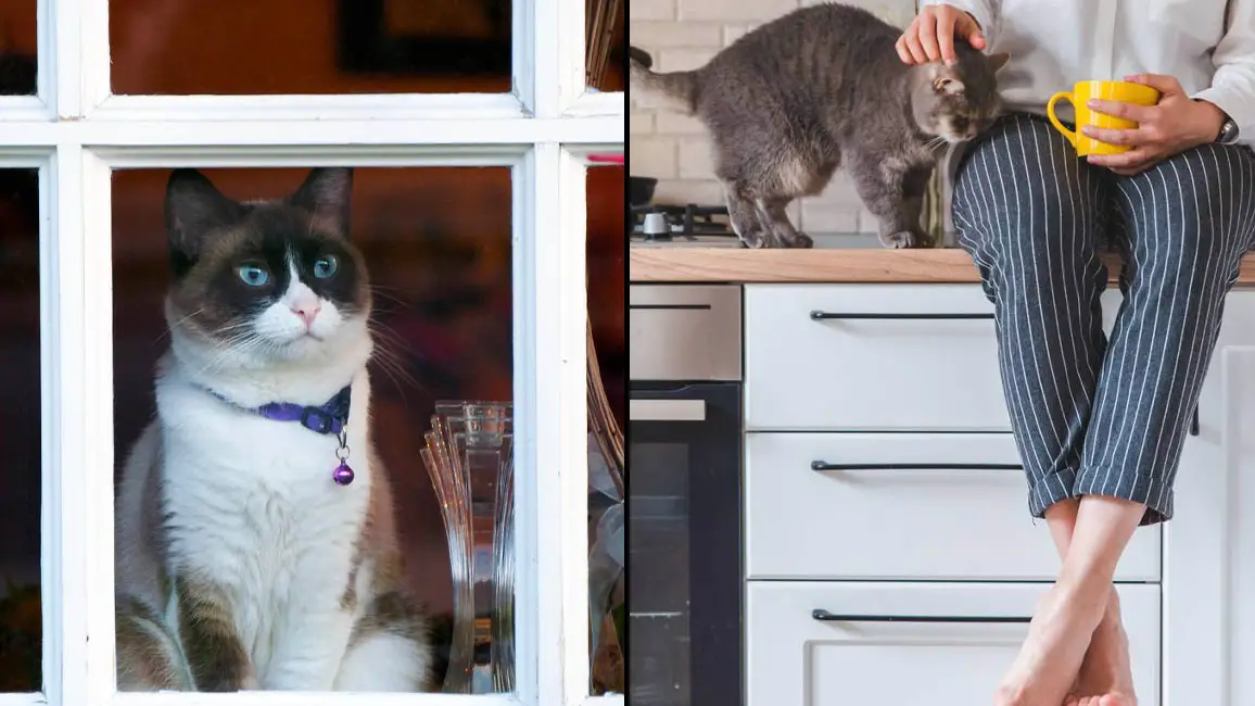 Woman Furious After Repeatedly Telling Neighbour To Stop 'Stealing' Her Cat