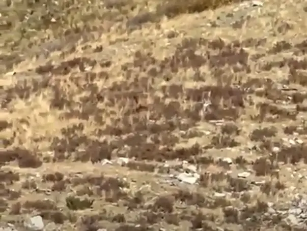 There's Bigfoot! What do you mean you can barely see him and that could be anyone?