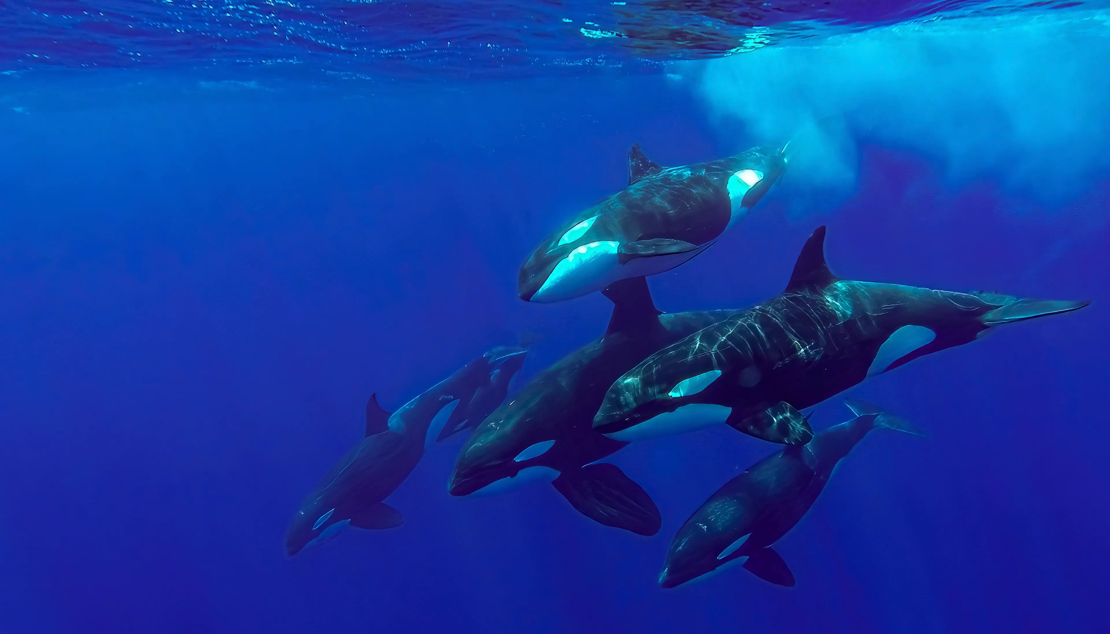 A pod of at least 30 orcas began to pursue the sperm whales.