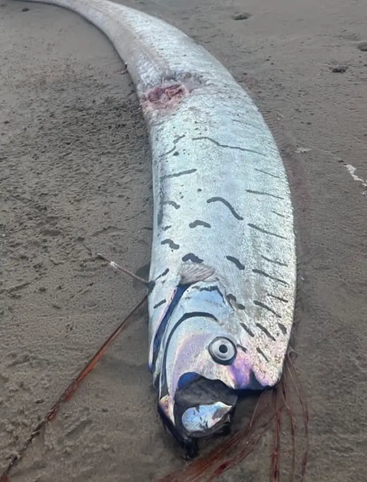 They can grow to be 36 feet long in some instances (Sybil Robertson)