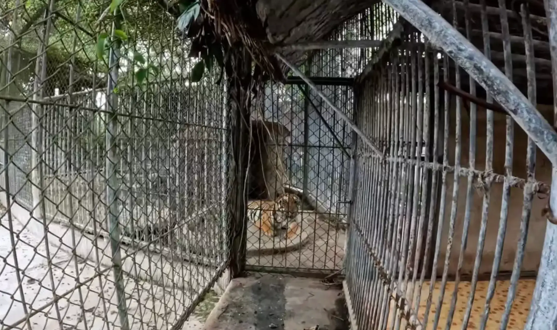He found crocodiles, a herd of deer and a tiger at the neglected site (YouTube/SeanKing5150)