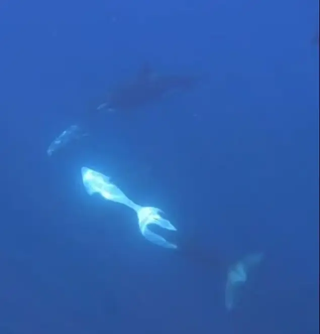 Killer whales continue to surprise scientists with new hunting and feeding behaviours (Dr Kathryn Ayres)