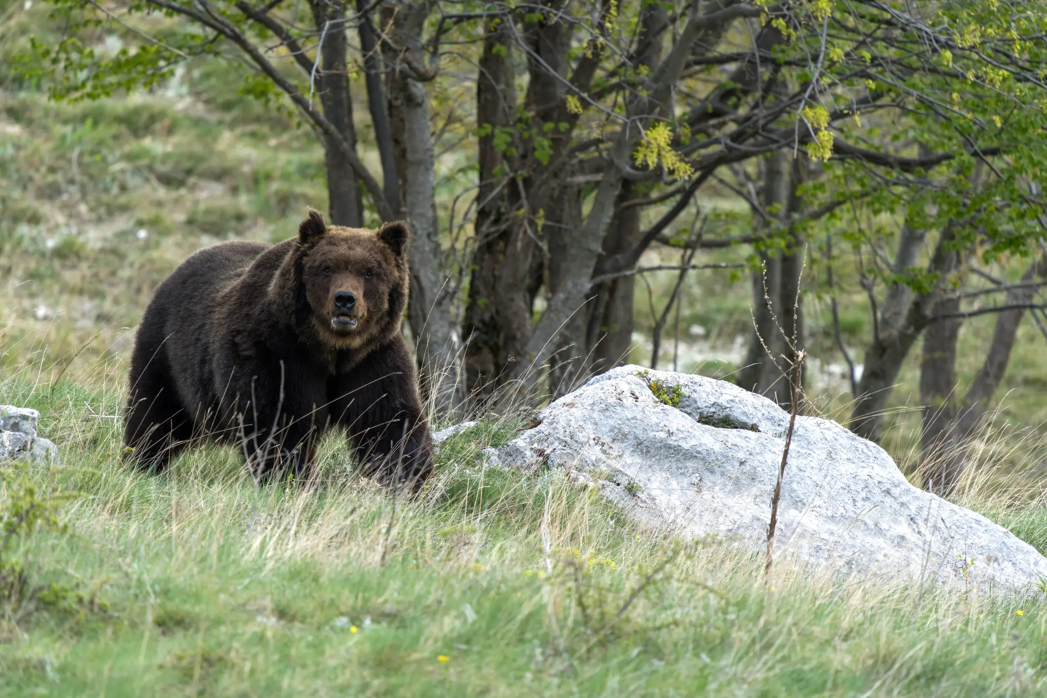 In Kamchatka, there are said to be between 10-15,000 brown bears (Getty Stock Photo)