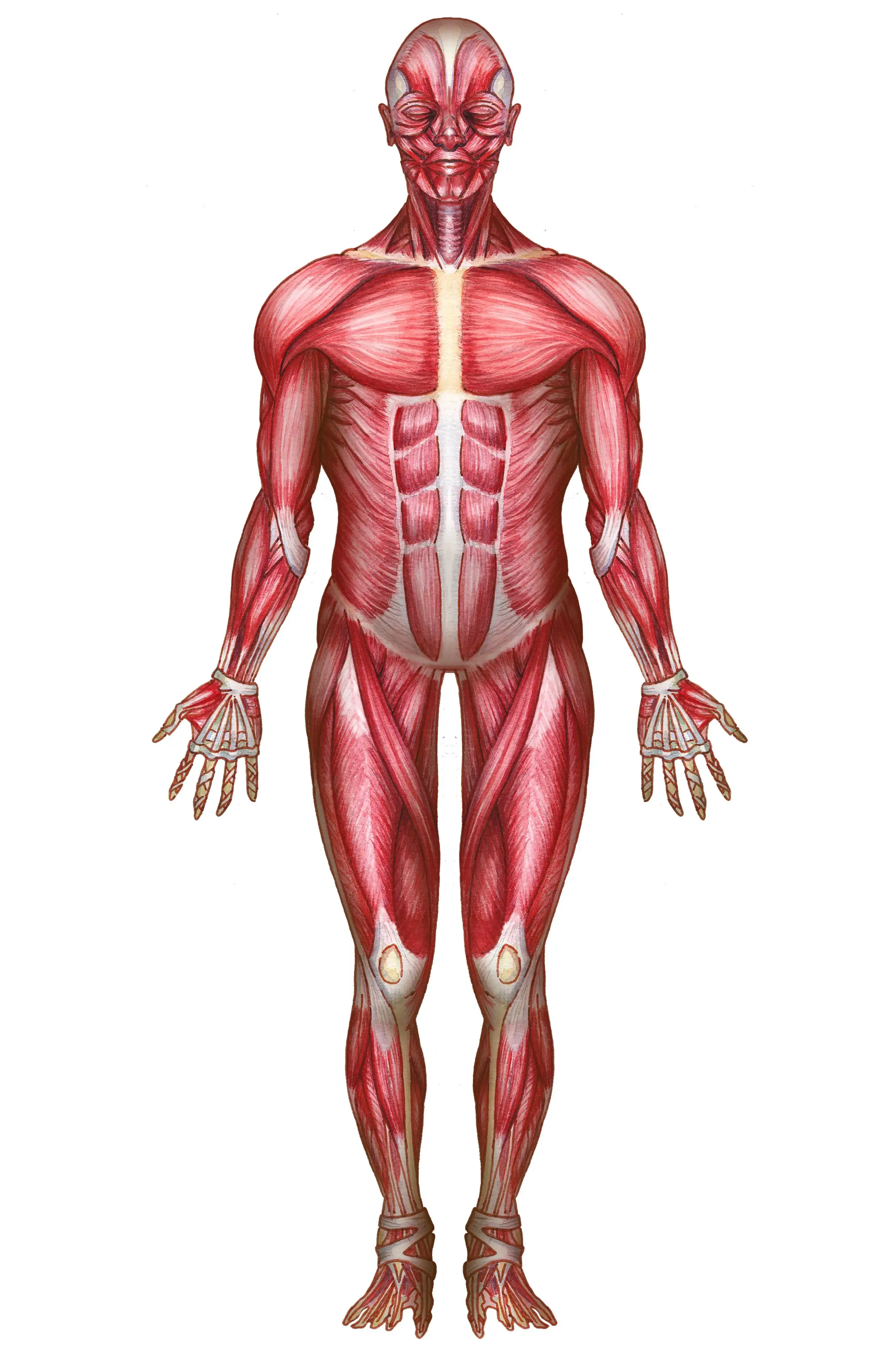 The doctor claims it can be very difficult to regain msucle mass. ( BSIP/Universal Images Group via Getty Images)