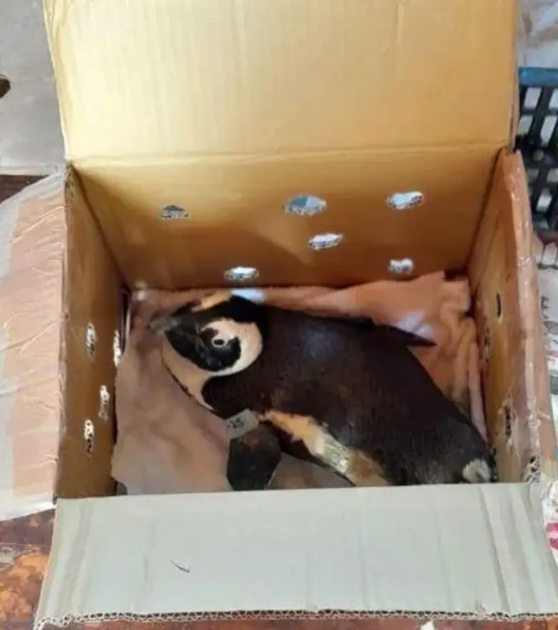 The penguin was innocent. (South African Civil Aviation Authority)