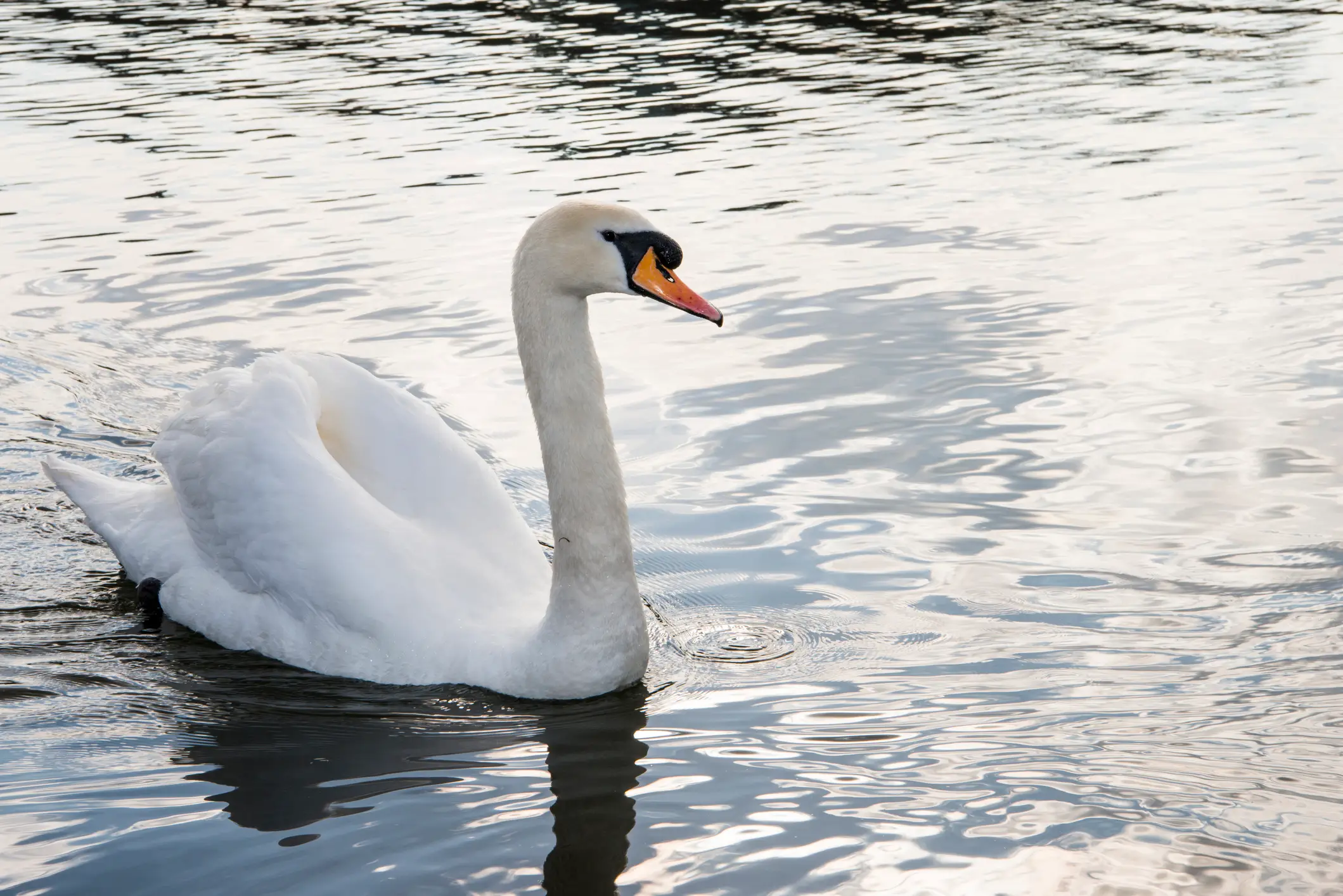 The Loch Ness Monster hunter thinks people are likely just seeing swans and boat wakes (Getty Stock Image)