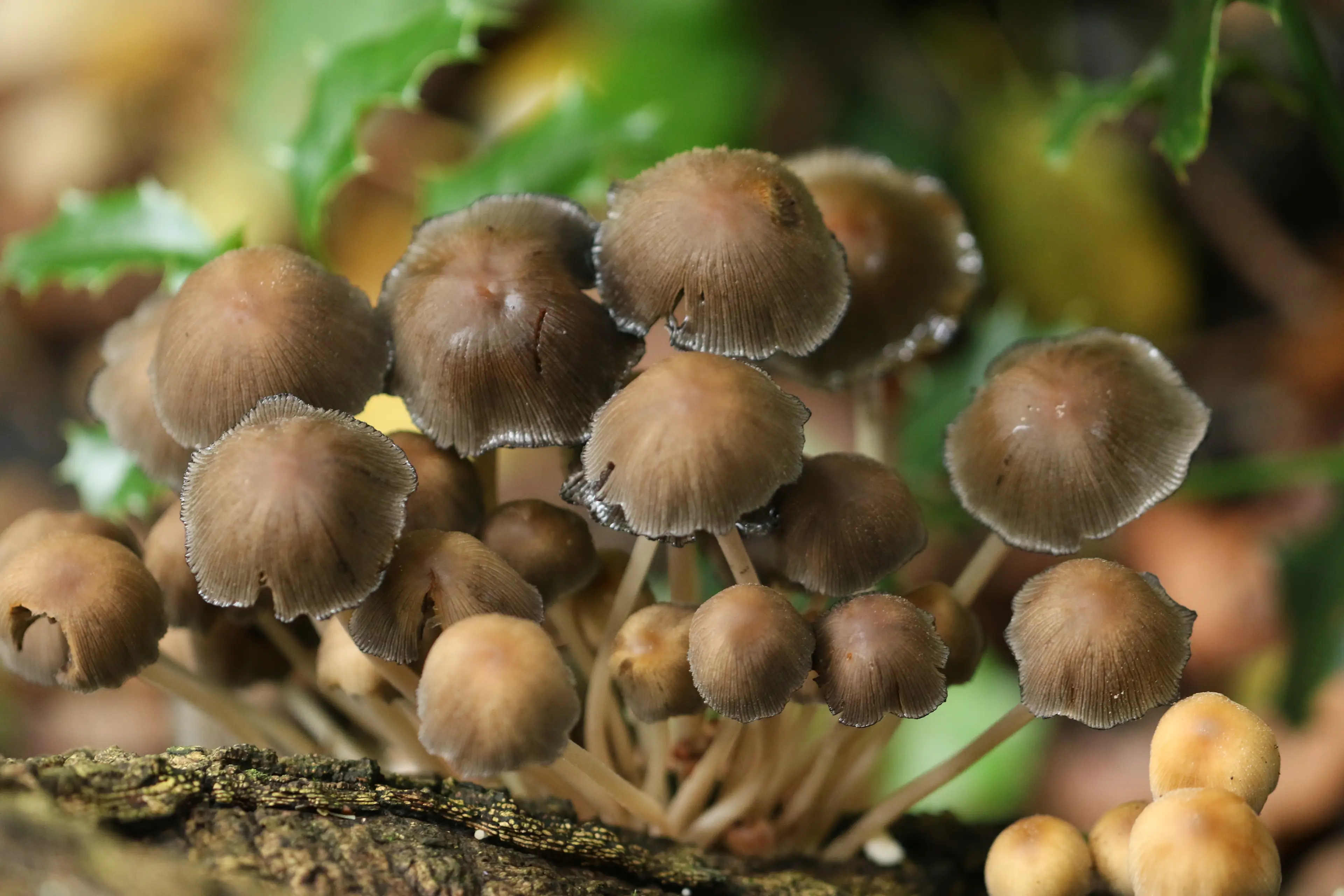 These are ink caps, absolutely do not mix them with alcohol (Getty Stock Photo)