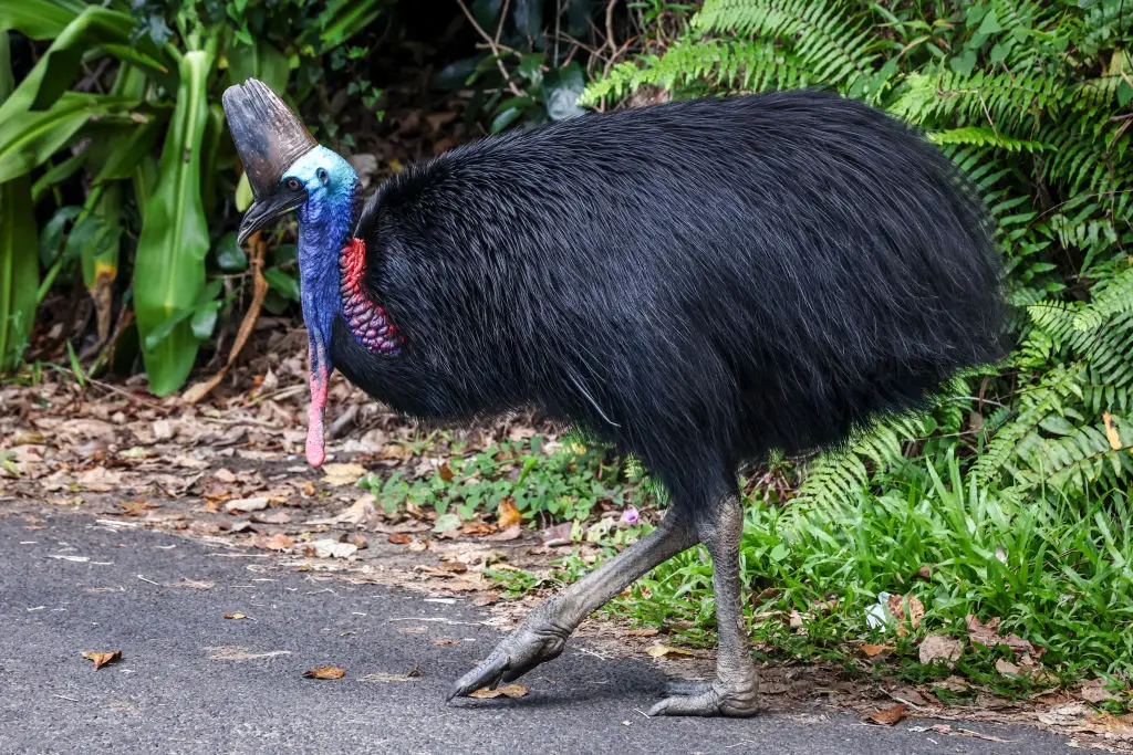 The birds are large and with big claws on their feet (DAVID GRAY/AFP via Getty Images)