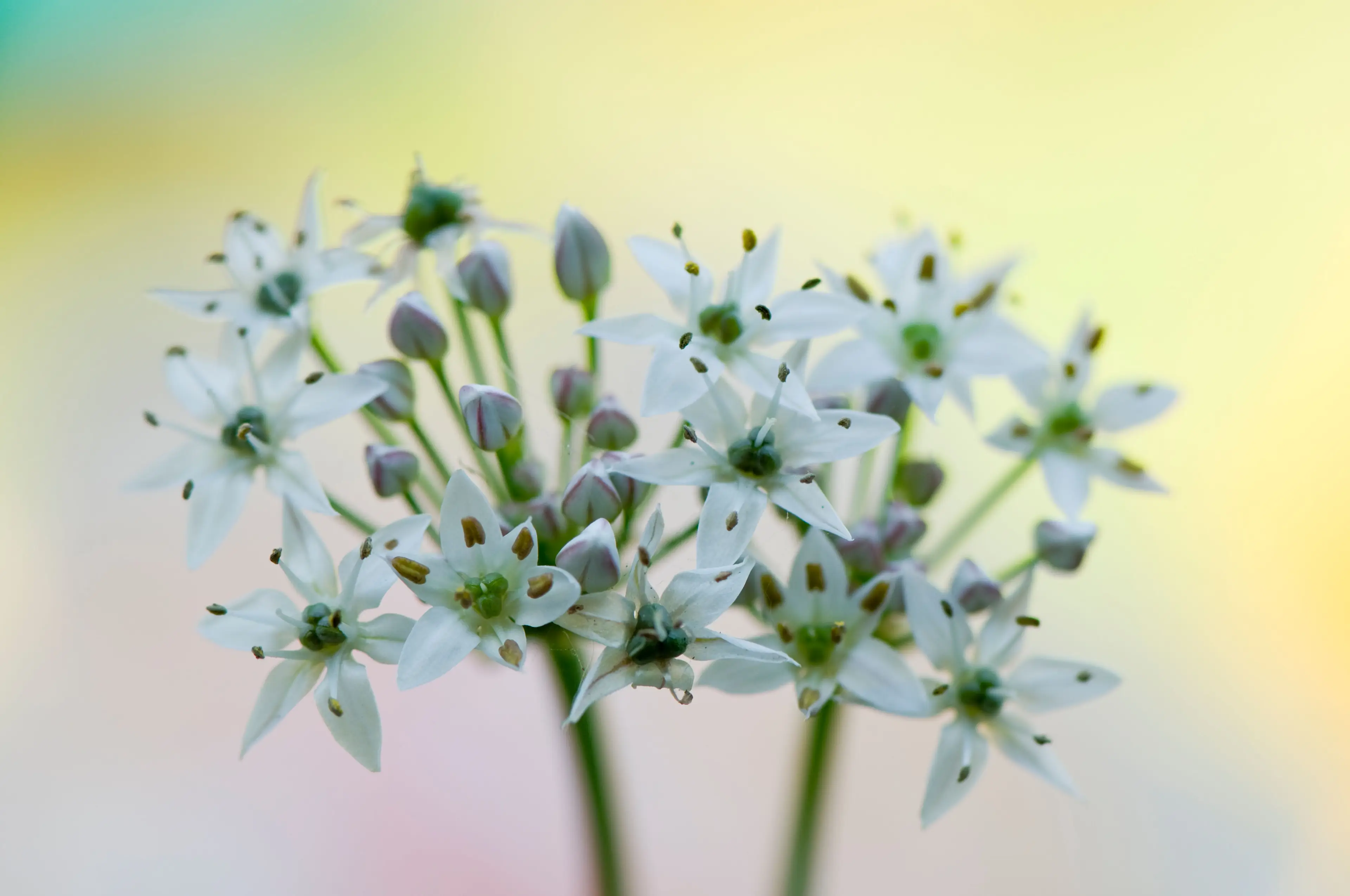 Wild garlic was one of the wild plants found on the unmown lawns.