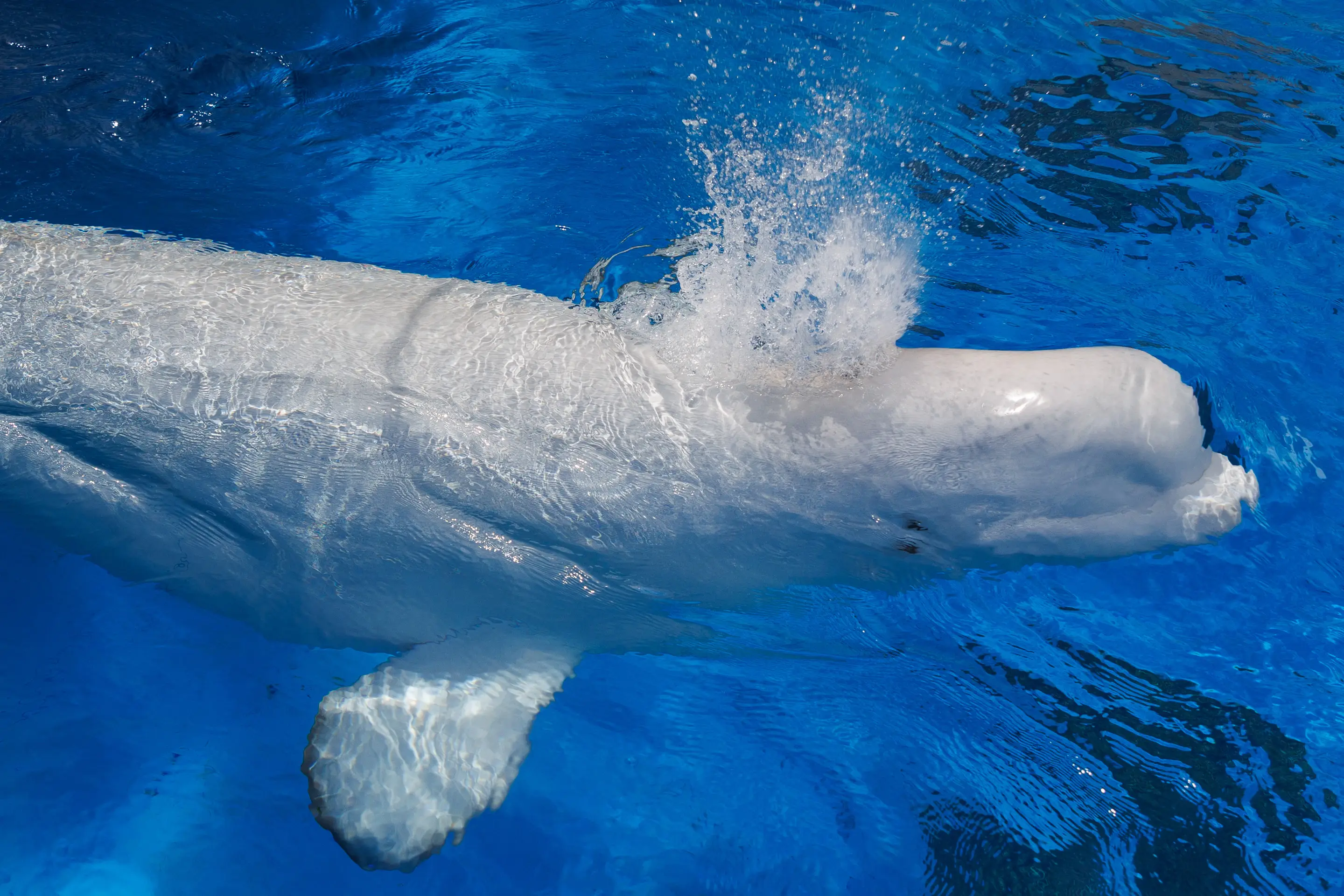 One of the rescued beluga whales seen at another US aquarium (Kristian Carreon/The San Diego Union-Tribune via Getty Images)