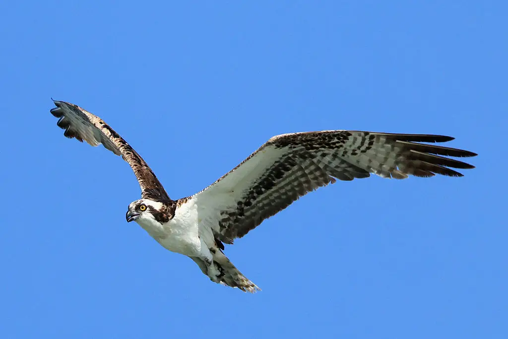 The surprise package was dropped by an osprey (Bruce Bennett/Getty Images)