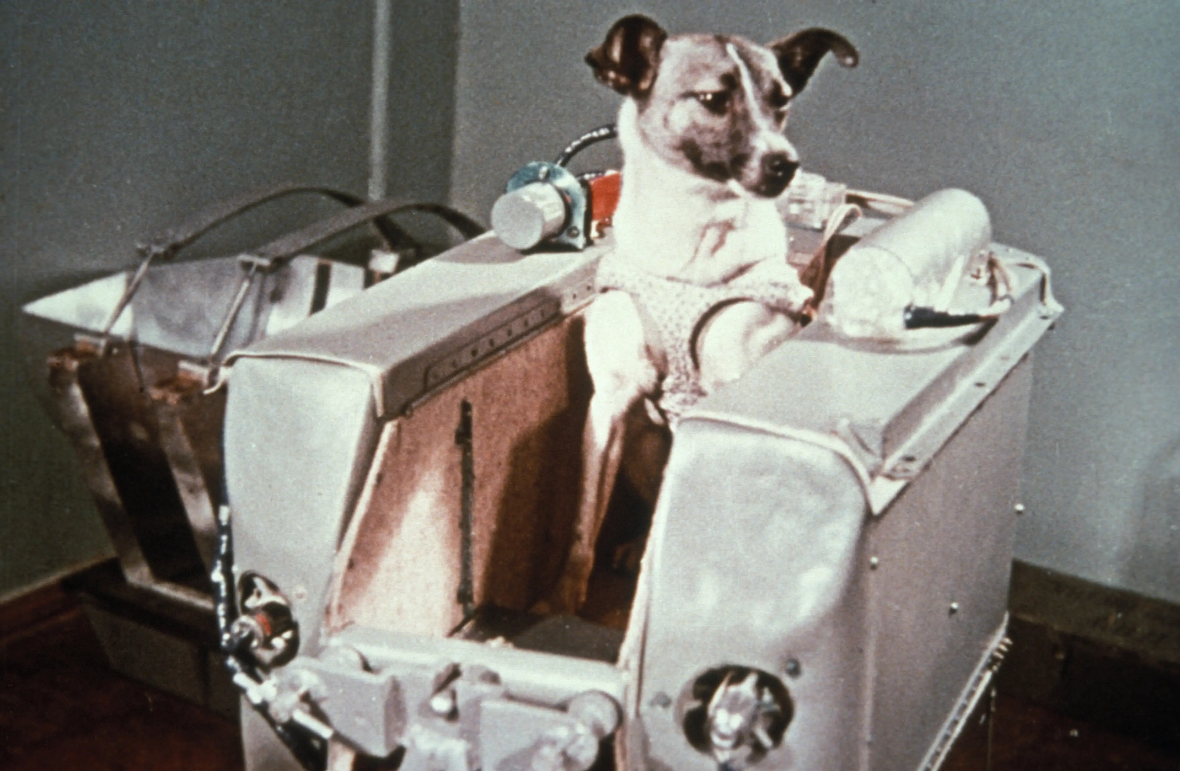 The dog would die from panic and overheating onboard the spacecraft (Sovfoto/Universal Images Group via Getty Images)