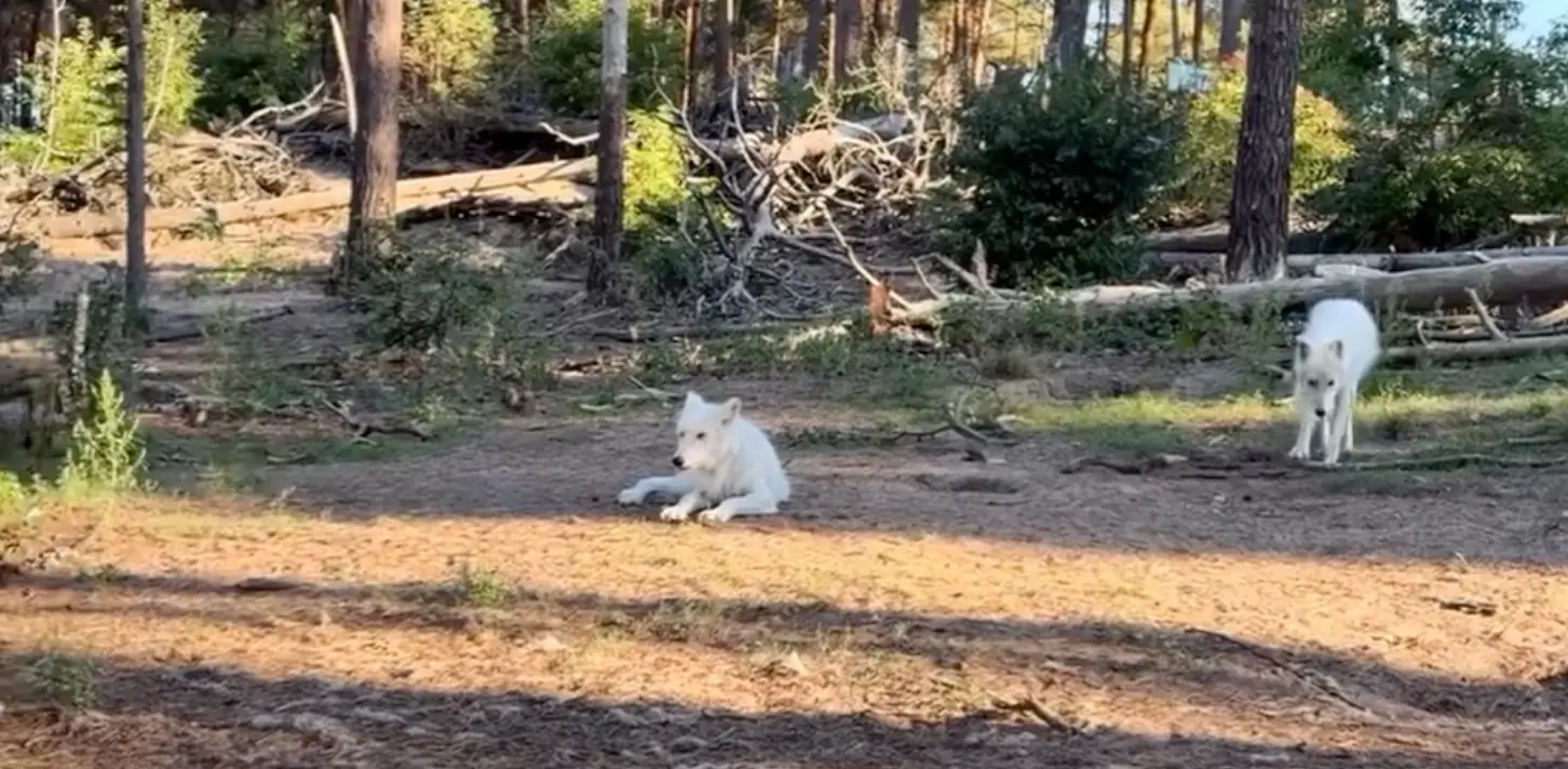 Wolves at the wildlife park (der_wildpark__johannismuehle/Instagram)