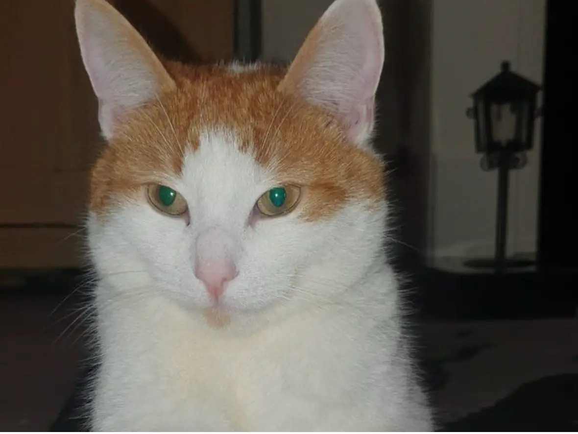 Milo's cause of death has not yet been confirmed.