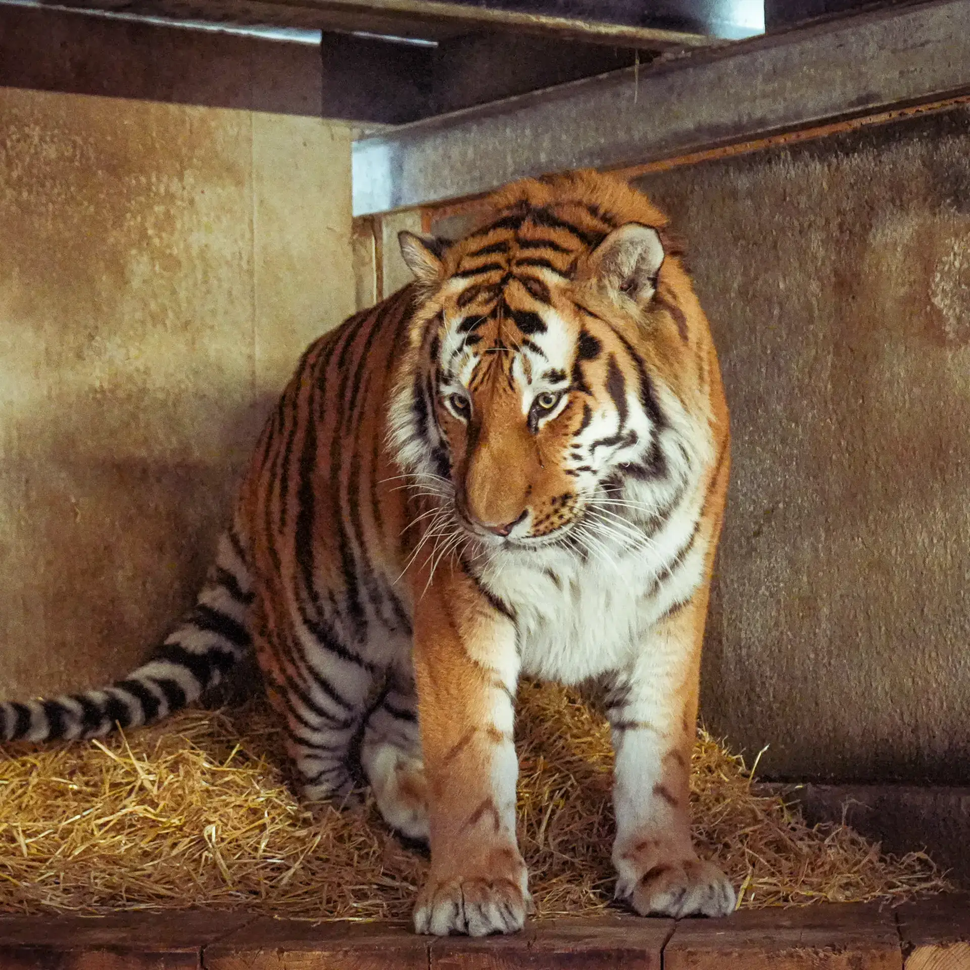 Altai the tiger (Yorkshire Wildlife Park)