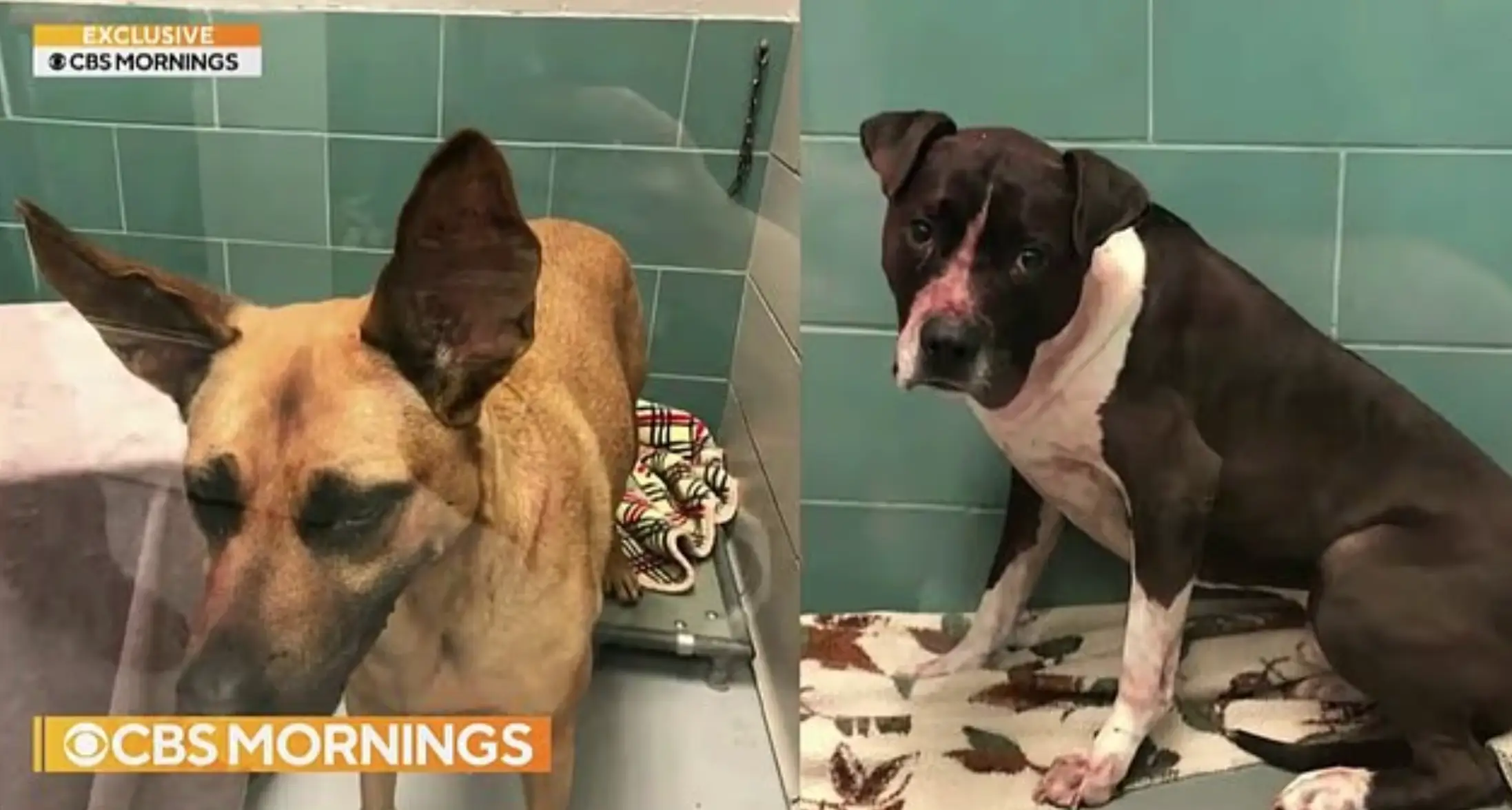 Jacqueline was attacked by two dogs that have now been euthanised. (X/CBSMornings)