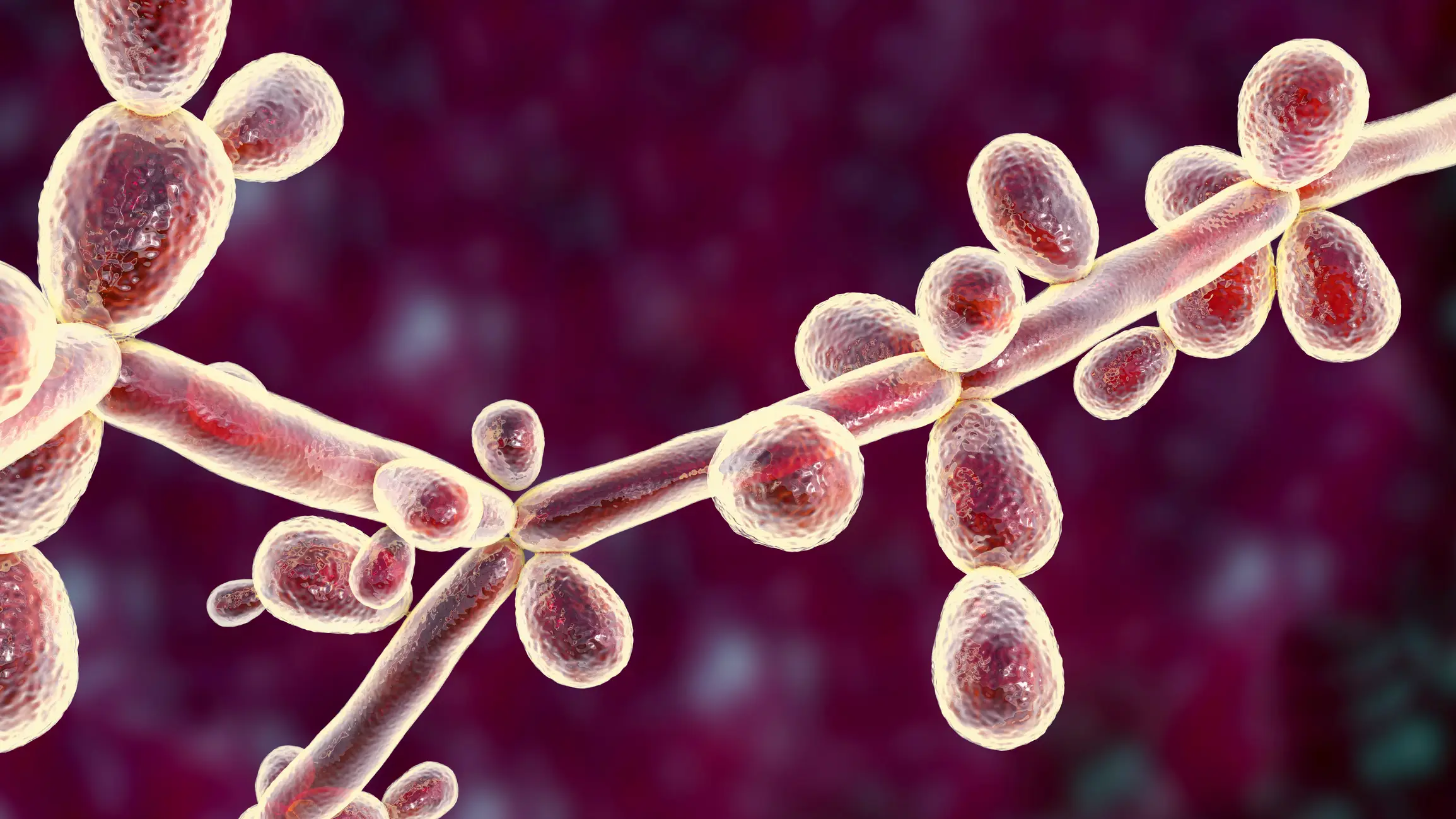 C. auris 'gaining attention from health authorities worldwide' (Getty Stock Images)